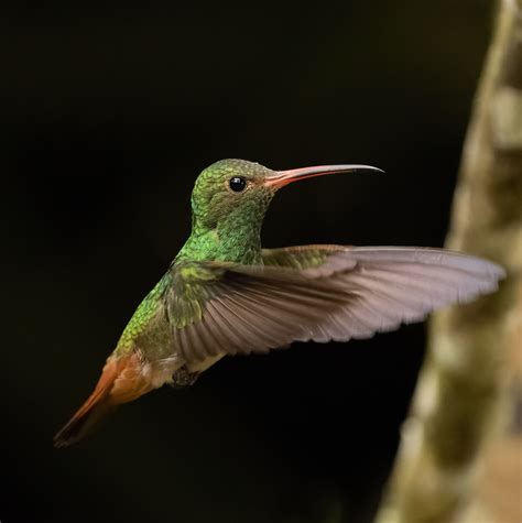 gucci hummingbird|baby hummingbird in Mexico city.